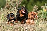 CAVALIER KING CHARLES 696